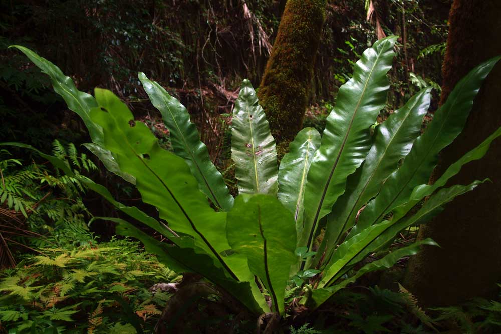 Asplenium nidus